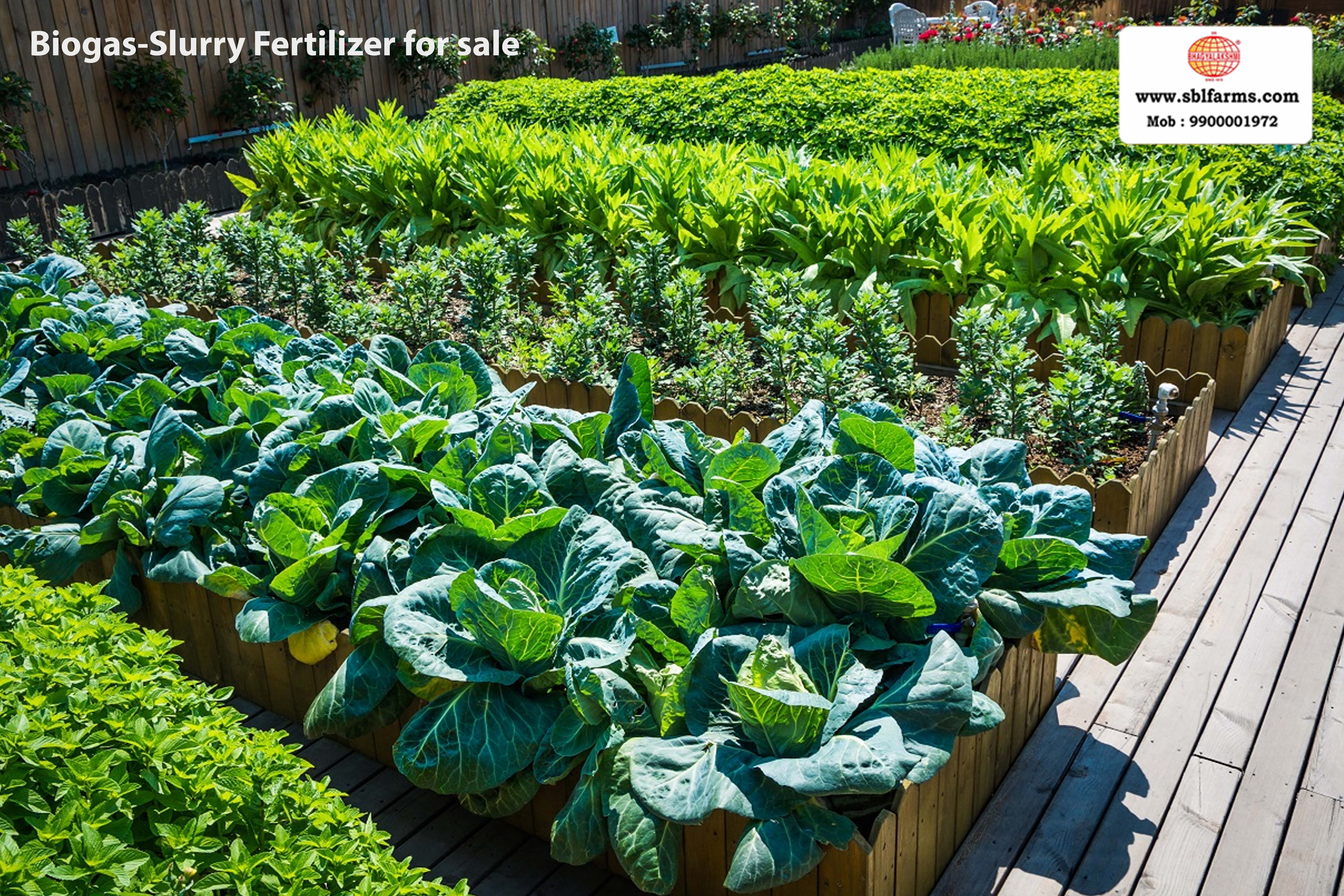 Sri Bhagyalakshmi Farms Bangalore - biogas-slurry fertilizer | Slurry Fertilizer for Sale  |  Fertilizer for vegetable better growth | bioslurry manufacturers, suppliers & exporters in Bangalore|Bio slurry for sale in bangalore |  Sri Bhagyalakshmi Farms fertilizer slurry Bangalore | Bioslurry a supreme fertiliser | slurry fertilizer near me bangalore | slurry fertilizer near me bangalore contact number | manure fertilizer for sale in bangalore | Organic Manure for sale | biogas slurry uses | biogas slurry composition | organic fertilizer price per kg | biogas slurry meaning | organic fertilizer price in india | organic fertilizer price per ton | Sri Bhagyalakshmi Farms, Cow Dung Manure Organic Fertilizer Suppliers in Bangalore